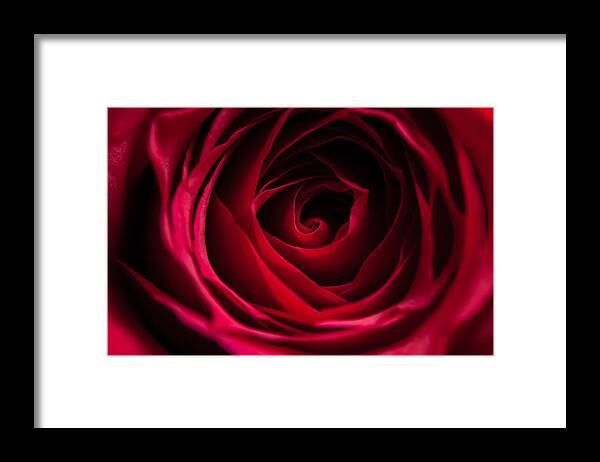 Flower Framed Print featuring the photograph Red Rose by Matt Malloy