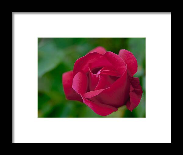 Red Framed Print featuring the photograph Red Rose by Rick Hartigan