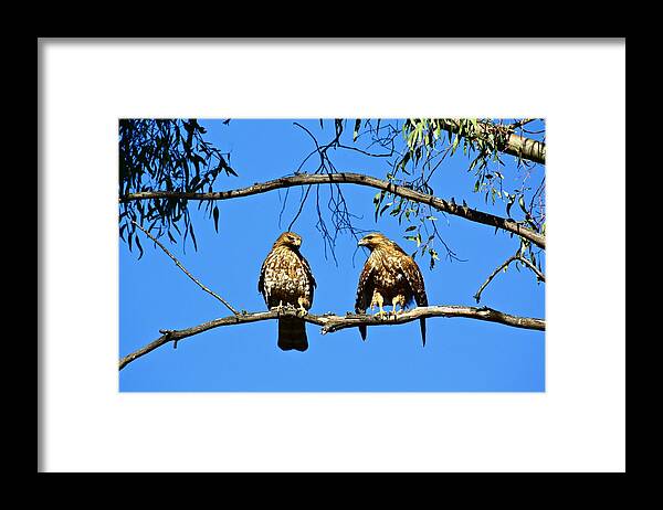 Birds Framed Print featuring the photograph Red-Shouldered Hawks by Diana Hatcher