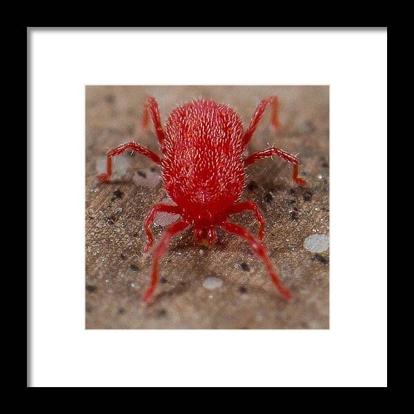  Framed Print featuring the photograph Red Spider Mite. Here's What by Jeff Rogerson