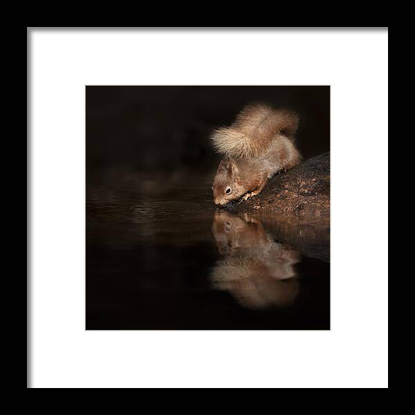 Red Squirrel Framed Print featuring the photograph Red Squirrel Reflection by Andy Astbury