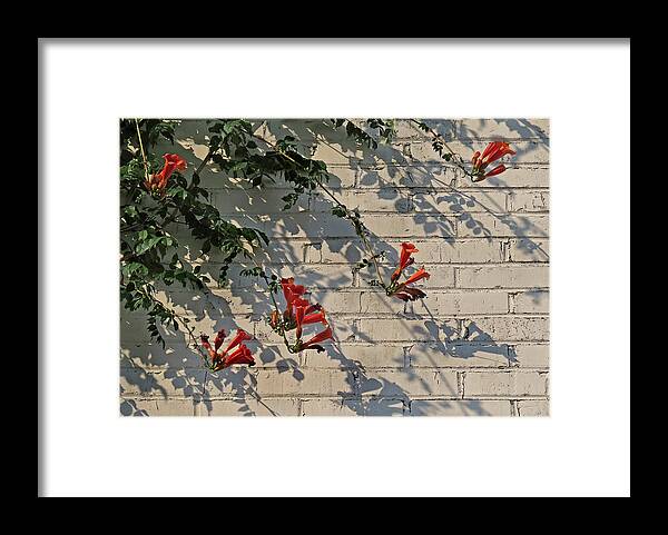 Flower Framed Print featuring the photograph Red Summer Trumpets by Deborah Smith