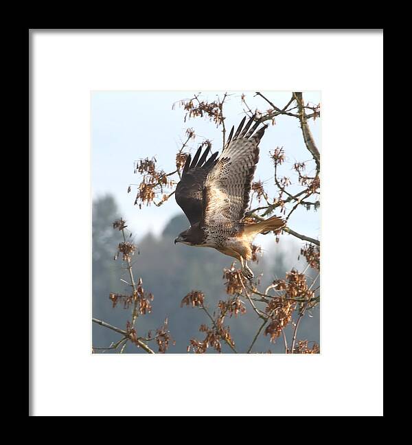 Hawk Framed Print featuring the photograph Red-Tail Hawk by Angie Vogel
