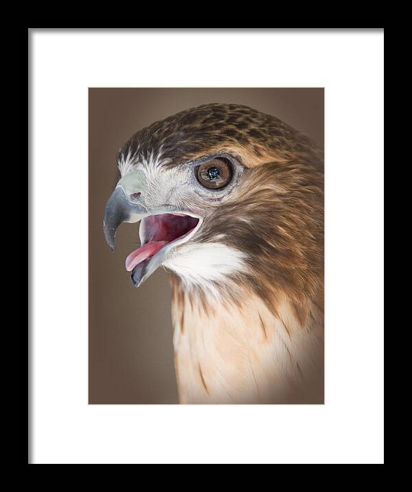 Red Tailed Hawk Framed Print featuring the photograph Red Tailed Hawk by Cindy Haggerty