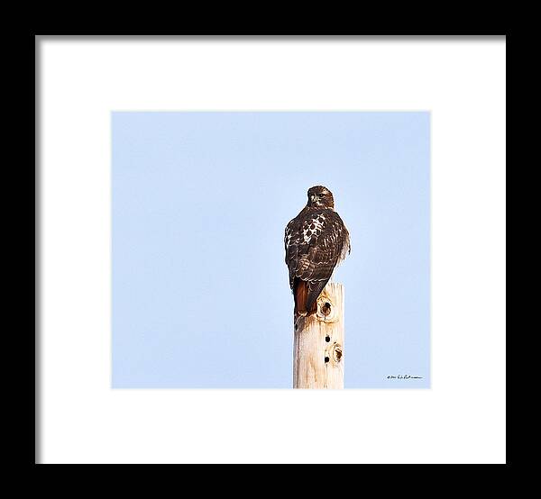 Red-tailed Hawk Framed Print featuring the photograph Red-tailed Hawk Surveying The Layout by Ed Peterson