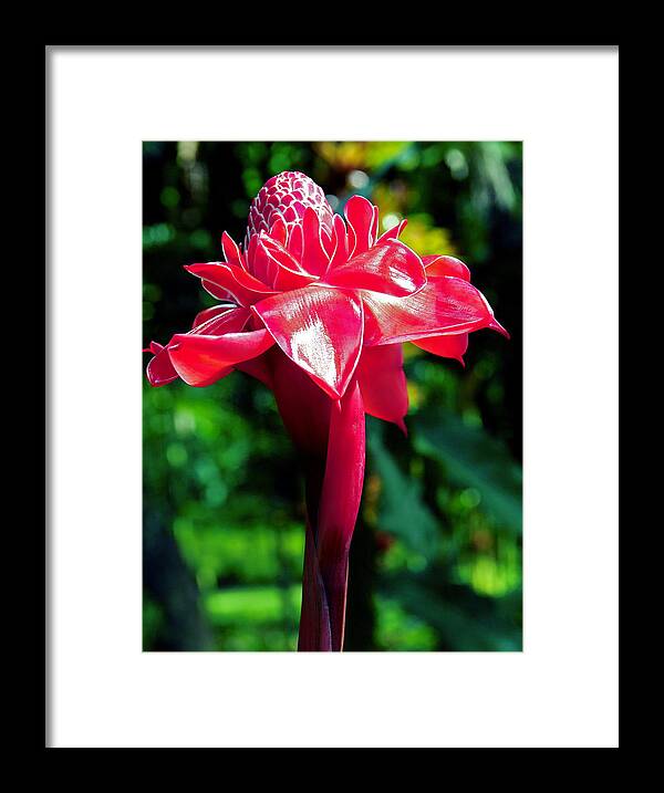 Torch Ginger Framed Print featuring the photograph Red Torch Ginger by Jocelyn Kahawai