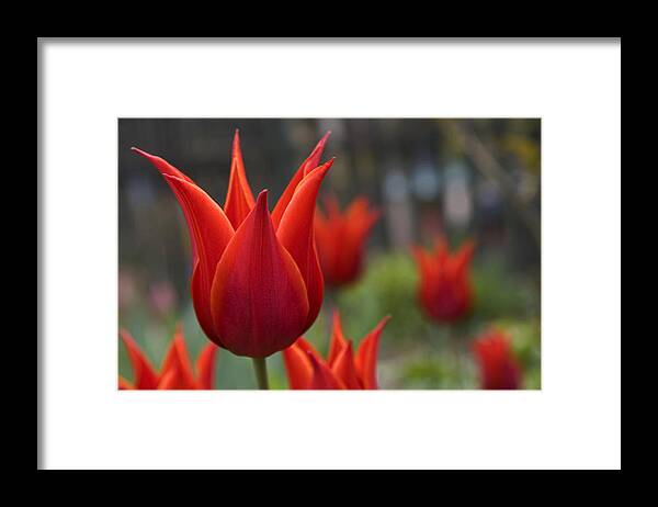 Nature Framed Print featuring the photograph Red Tulips by Michael Friedman