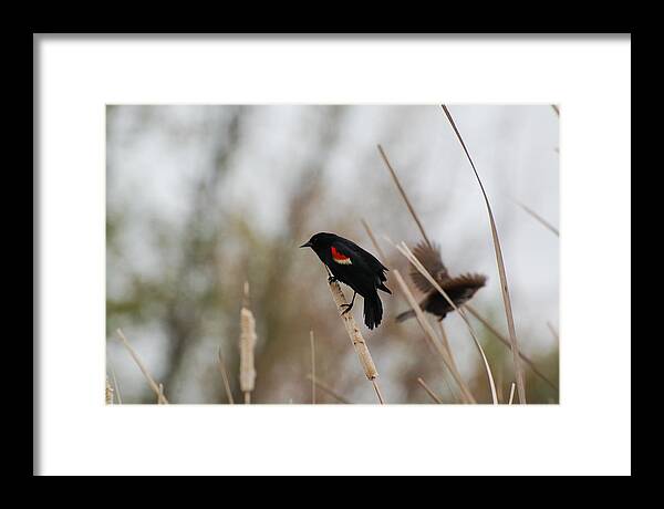 Red Winged Black Bird Framed Print featuring the photograph Red winged black bird by Peter DeFina