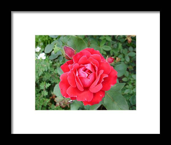 Roses Framed Print featuring the photograph Reddy or Not I'm Coming Out by Anjel B Hartwell
