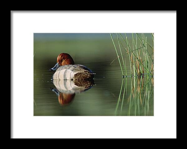 00174652 Framed Print featuring the photograph Redhead Duck Male With Reflection by Tim Fitzharris