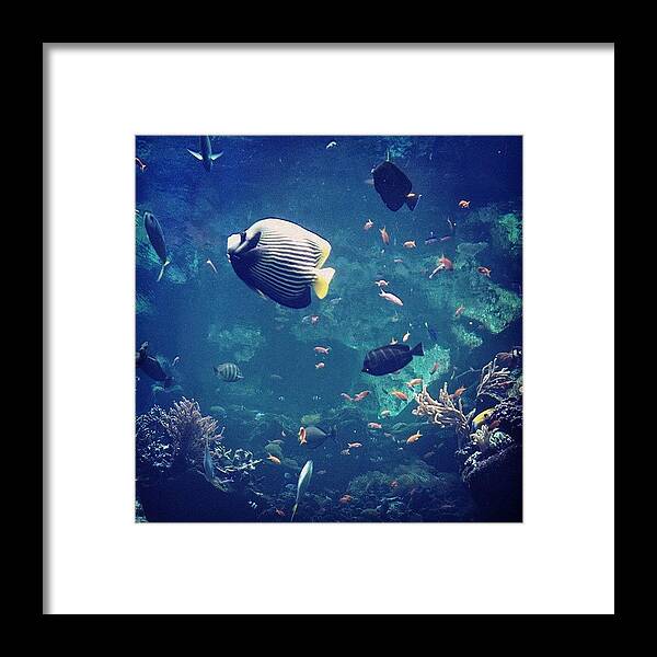 Tropical Framed Print featuring the photograph Reefed by Maria Bernal-Silva
