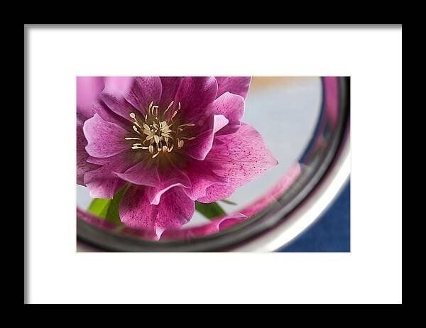 Hellebores Framed Print featuring the photograph Reflected beauty by Shirley Mitchell
