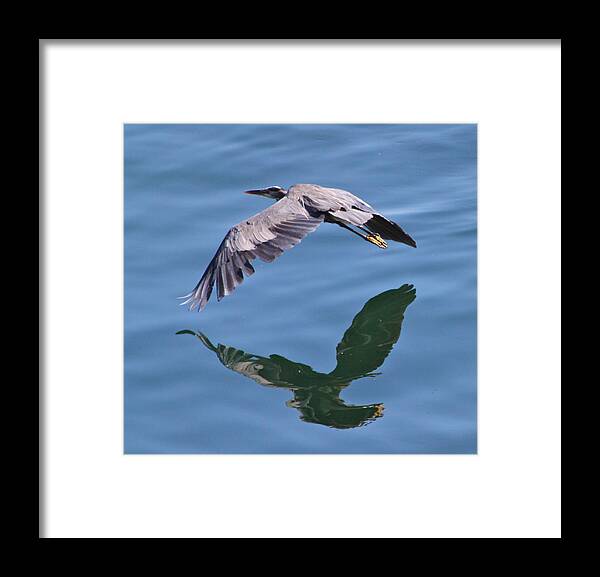 Blue Heron Framed Print featuring the photograph Reflecting Flight by Tracey Levine