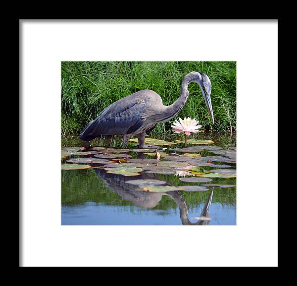 Great Blue Heron Framed Print featuring the photograph Reflections At Lilly Pond by Fraida Gutovich