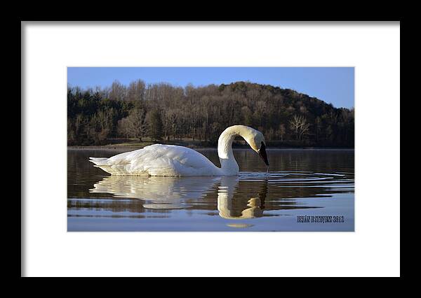 Trumpeter Swan Framed Print featuring the photograph Reflections by Brian Stevens