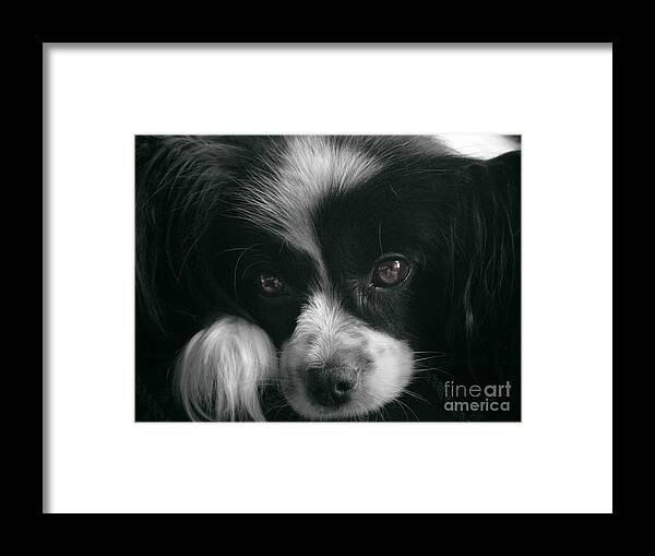 Dog Framed Print featuring the photograph Reflective by Karen Lewis