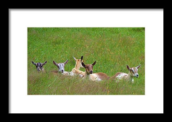 Animals Framed Print featuring the photograph Relaxing Goats by Jeanette Oberholtzer