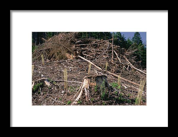 Mp Framed Print featuring the photograph Replant Of Douglas Fir Pseudotsuga by Gerry Ellis
