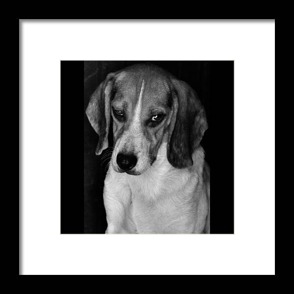 Beagle Framed Print featuring the photograph Rescued 2 by Laura Melis