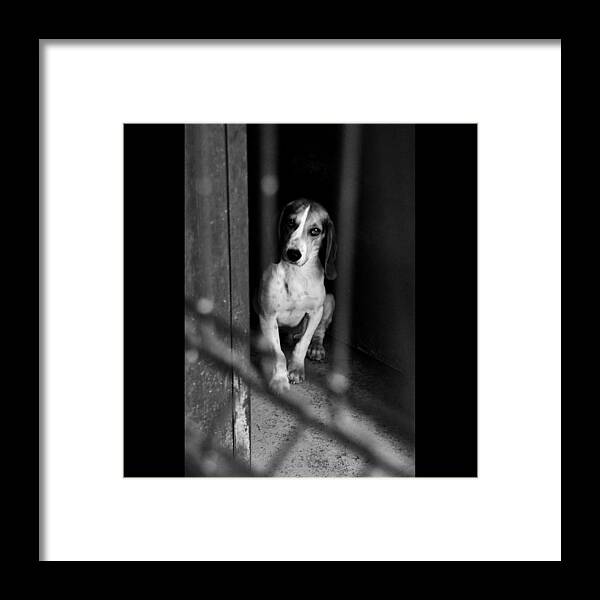 Beagle Framed Print featuring the photograph Rescued 4 by Laura Melis