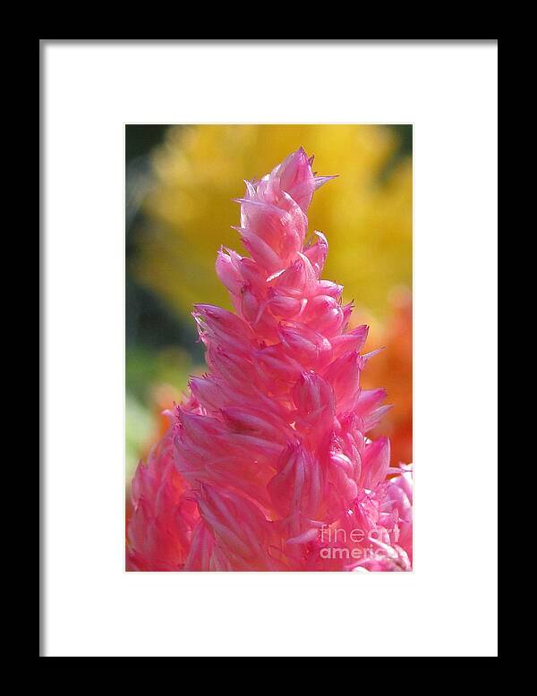 Flower Framed Print featuring the photograph Resilent Photography by Holy Hands