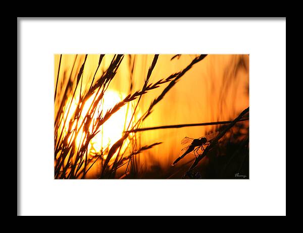 Sunset Dragon Fly Grass Wheat Red Orange Yellow Bug Awesome Picture Art Saskatchewan Artist Framed Print featuring the photograph Resting Dragonfly by Andrea Lawrence
