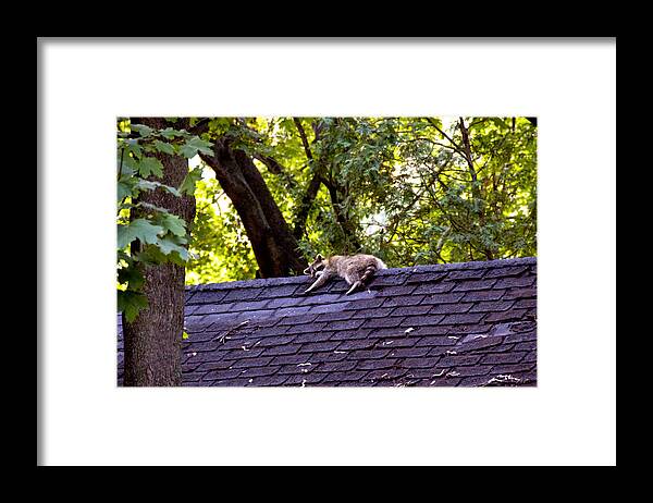 Animal Framed Print featuring the pyrography Resting Raccoon by Yelena Rubin