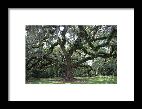Live Oak Tree Framed Print featuring the photograph Resurrection Oak by Dodie Ulery