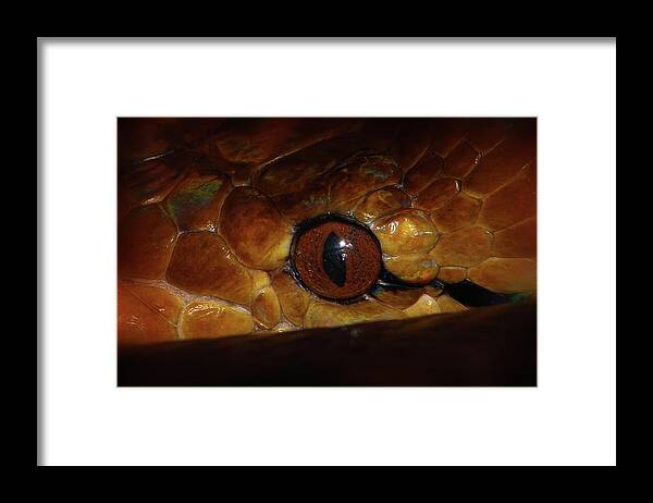 Hovind Framed Print featuring the photograph Reticulated Python 2 by Scott Hovind
