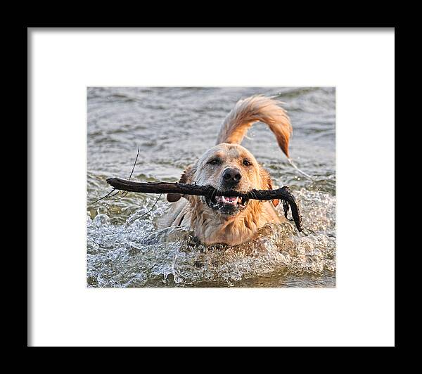 Dog Framed Print featuring the photograph Retriever by Wade Aiken