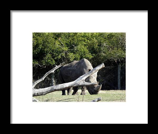 Rhinoceros Framed Print featuring the photograph Rhino by Kim Galluzzo