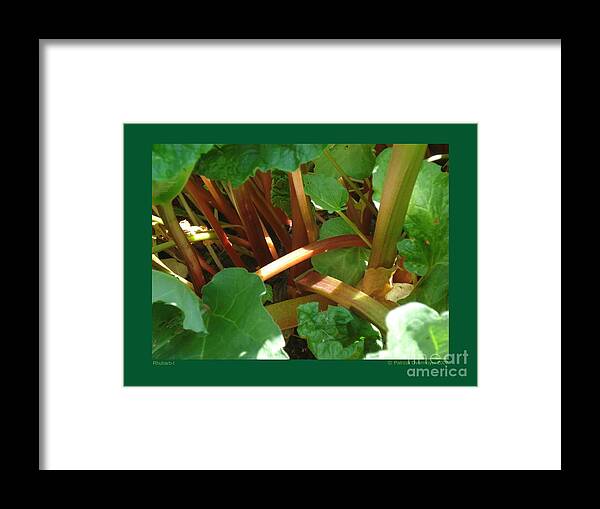 Rhubarb Framed Print featuring the photograph Rhubarb-I by Patricia Overmoyer