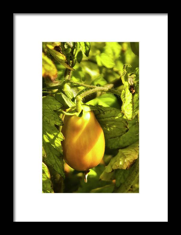 Afternoon Framed Print featuring the photograph Ripening Roma by Albert Seger