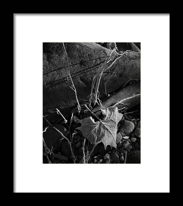 Blank And White Framed Print featuring the photograph River Bed Sycamore Leaf by Michael Dougherty