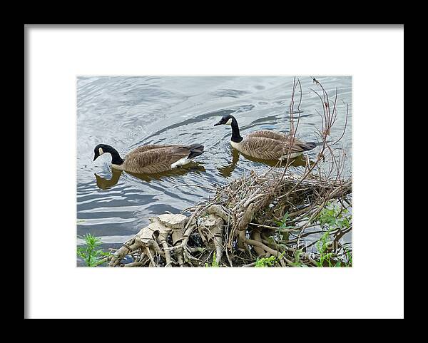 Canada Geese Framed Print featuring the photograph River Cruising by Louise Peardon