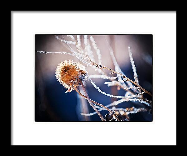 Nature Framed Print featuring the photograph Road Side Plant by Lisa Spencer
