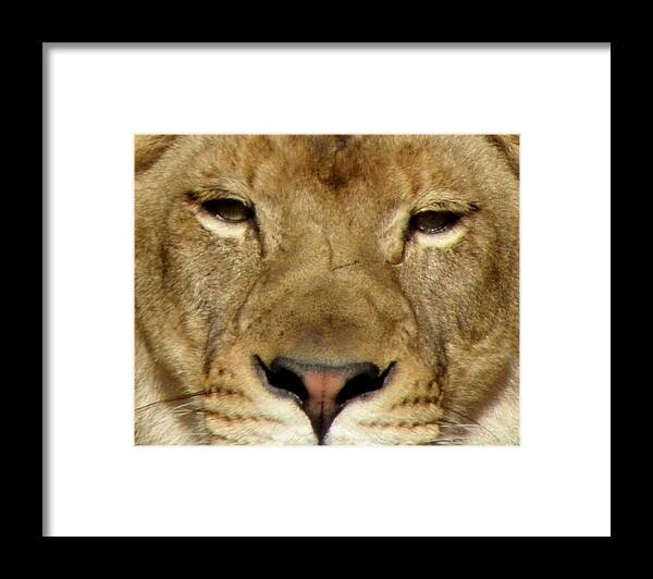 Lion Framed Print featuring the photograph Roar by Kim Galluzzo
