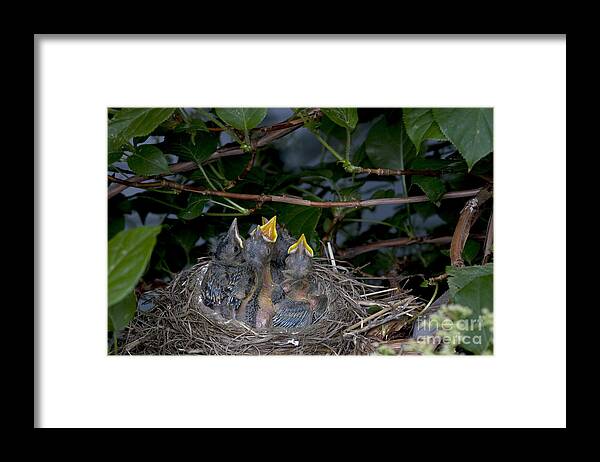Robin Framed Print featuring the photograph Robin Nestlings by Ted Kinsman