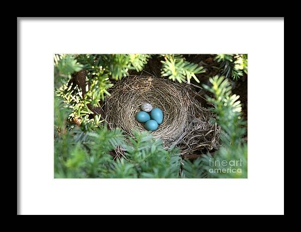 American Robin Framed Print featuring the photograph Robins Nest And Cowbird Egg by Ted Kinsman