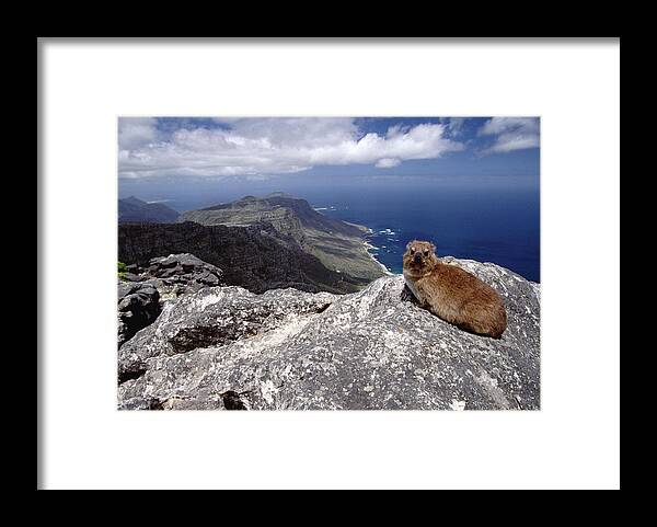 Mp Framed Print featuring the photograph Rock Hyrax Procavia Capensis Resting by Gerry Ellis