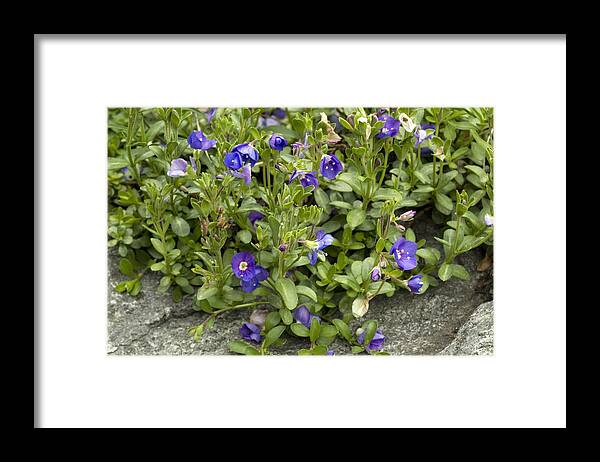 Rock Speedwell Framed Print featuring the photograph Rock Speedwell (veronica Fruticans) by Bob Gibbons