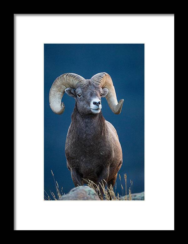 2012 Framed Print featuring the photograph Rocky Mountain Big Horn by Ronald Lutz