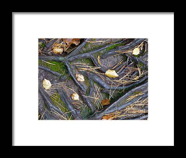 Nature Framed Print featuring the photograph Root Cause by Jim Simak