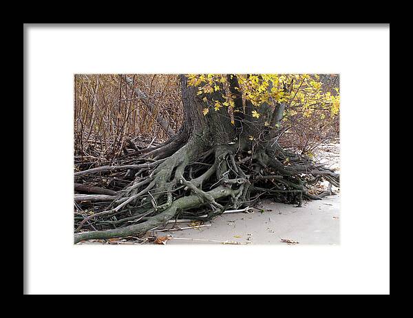 Nature Framed Print featuring the photograph Roots 002 by Dorin Adrian Berbier