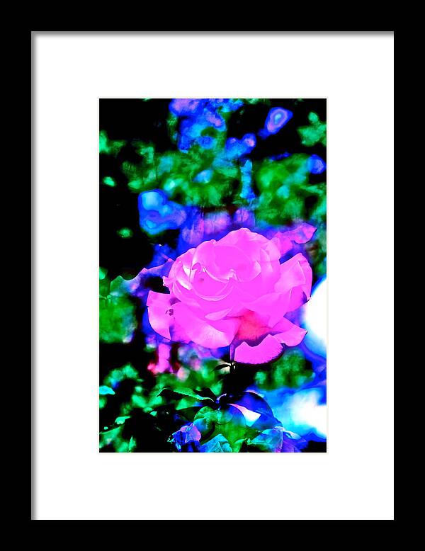 Flower Framed Print featuring the photograph Rose 76 by Pamela Cooper