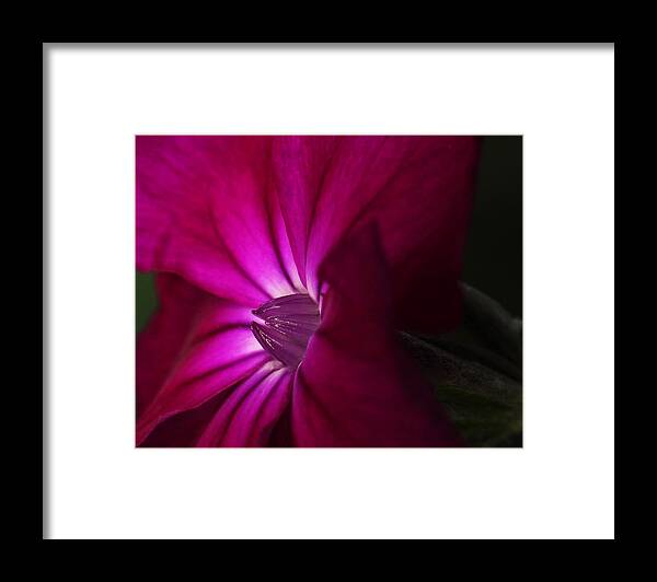Rose Campion Framed Print featuring the photograph Rose Campion by Andrew Pacheco