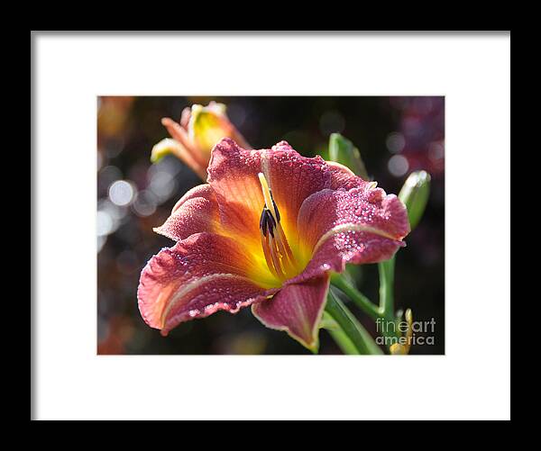 Dew Framed Print featuring the photograph Rose Day Lily by Sarah Schroder