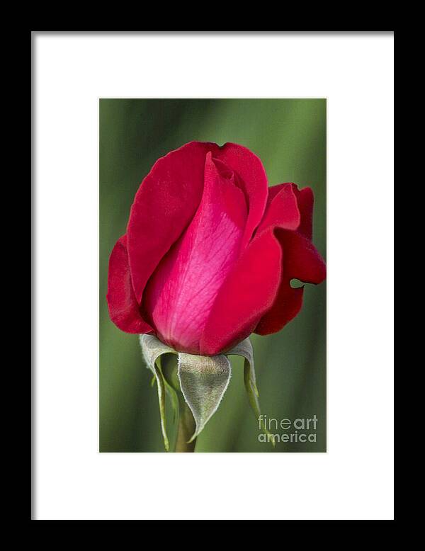 Rose Framed Print featuring the photograph Rose Flower Series 1 by Heiko Koehrer-Wagner