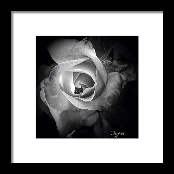 30likes Framed Print featuring the photograph #rose #pinkrose #flower #inmygarden by Cynthia Post