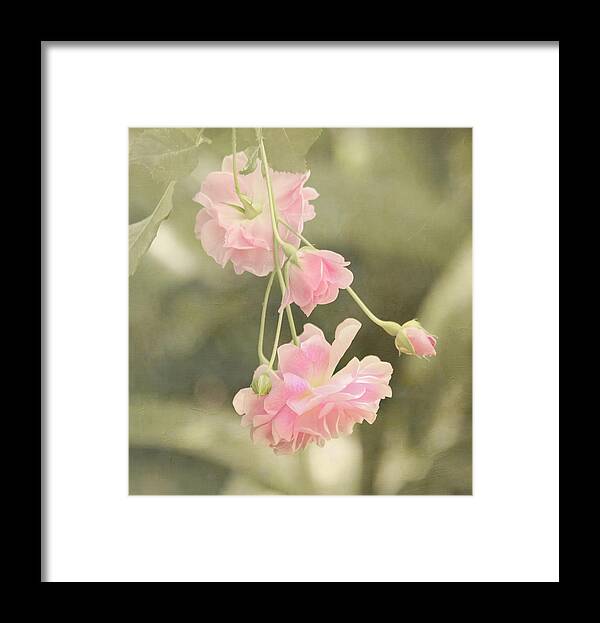 Pink Framed Print featuring the photograph Rose Vine by Kim Hojnacki